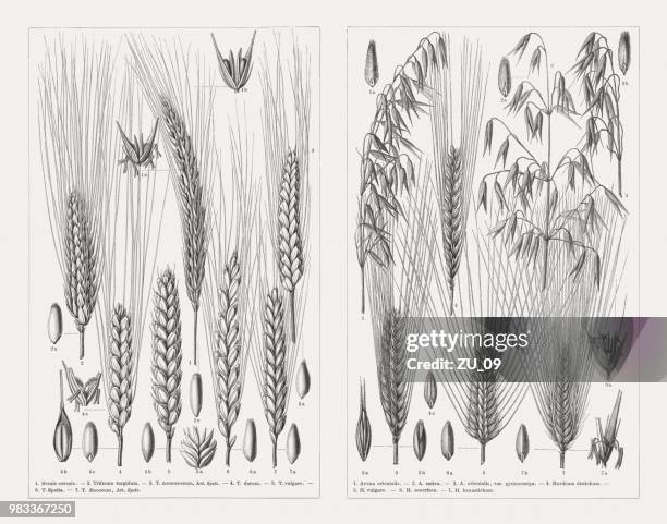 bildbanksillustrationer, clip art samt tecknat material och ikoner med olika spannmål, trä gravyrer, publicerad 1897 - barley