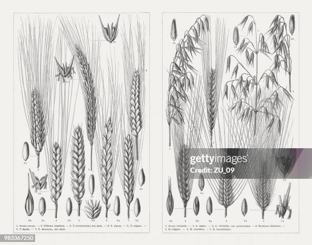 various cereals, wood engravings, published in 1897 - barley stock illustrations