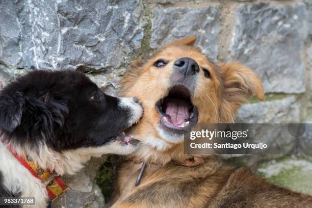 sheepdogs playing - dog fighting stock pictures, royalty-free photos & images