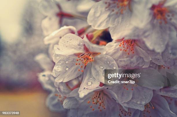 桜 - 桜 stock pictures, royalty-free photos & images