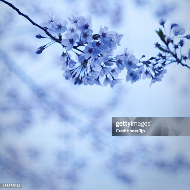 桜 - 桜 stock pictures, royalty-free photos & images