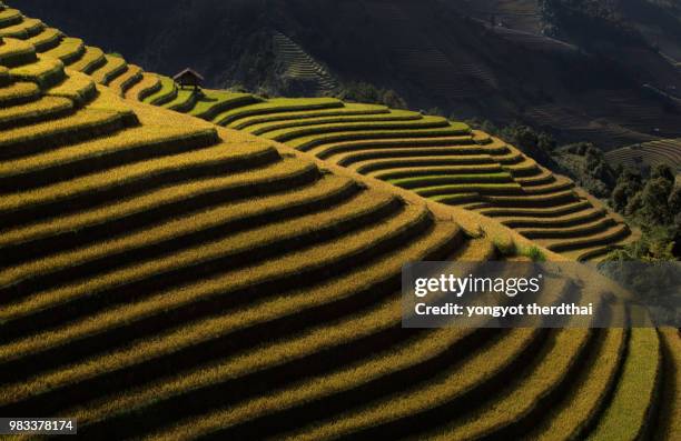 hundred step on golden rice terrace - golden rice field stock pictures, royalty-free photos & images