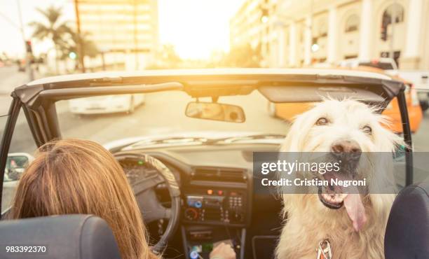 doodles - irish wolfhound bildbanksfoton och bilder