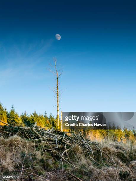 moon above forest clearance and dead tree. image from a circular walk taking in the peaks of corn du and pen y fan in the brecon beacons national park, south wales, uk. january - pen y fan stock pictures, royalty-free photos & images