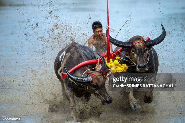 466 Cow Kicks Stock Photos High Res Pictures And Images Getty Images 466-cow-kicks-stock-photos-high-res-pictures-and-images-getty-images