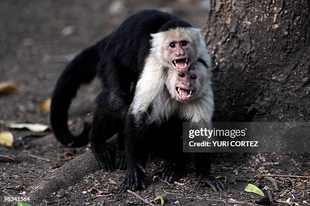 Two White-headed Capuchin monkeys are seen at the National Palo Verde Park on April 8, 2010 in Guanacaste, some 220 kilometers Northeast from San...