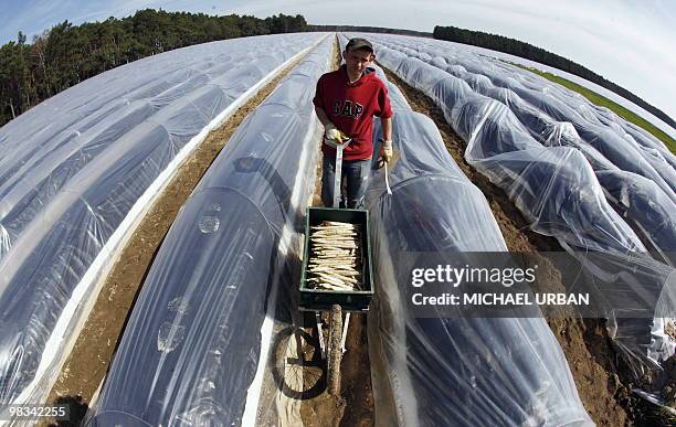 Polish harvest hand poses with cut asparagus on a field near Beelitz, eastern Germany on April 8, 2010. With more than 10,000 square metres...