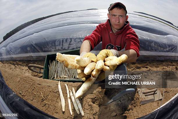 Polish harvest hand poses with cut asparagus on a field near Beelitz, eastern Germany on April 8, 2010. With more than 10,000 square metres...