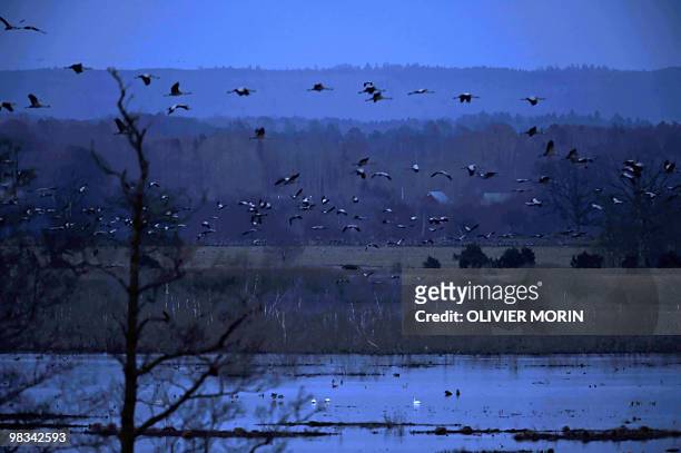 Flock of cranes fly over a lake near Skoevde on April 8, 2010. Every spring, about 15000 cranes make a stopover in this area on their way back to...