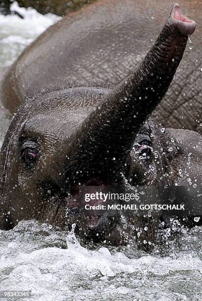 The Asian elephant female Ko Raya takes a bath in the pool of the elephant enclosure at the Berlin zoo on April 9, 2010. A zookeeper allured the...