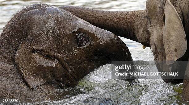 The Asian elephant female Ko Raya and her sister Shaina Pali take a bath in the pool of the elephant enclosure at the Berlin zoo on April 9, 2010. A...