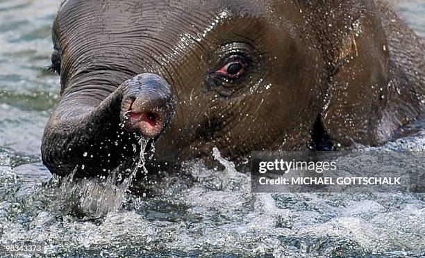 The Asian elephant female Ko Raya takes a bath in the pool of the elephant enclosure at the Berlin zoo on April 9, 2010. A zookeeper allured the...