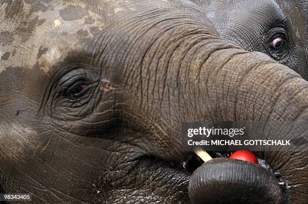 The Asian elephant female Shaina Pali eats an apple while taking a bath in the pool of the elephant enclosure at the Berlin zoo on April 9, 2010. A...