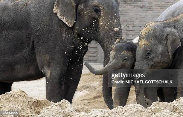 The Asian elephant female Ko Raya throughs sand around next to her sister Shaina Pali and her mother after taking a bath in the pool of the elephant...