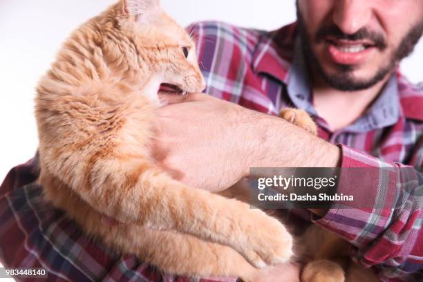 man in plaide with cat - white eggplant stock pictures, royalty-free photos & images