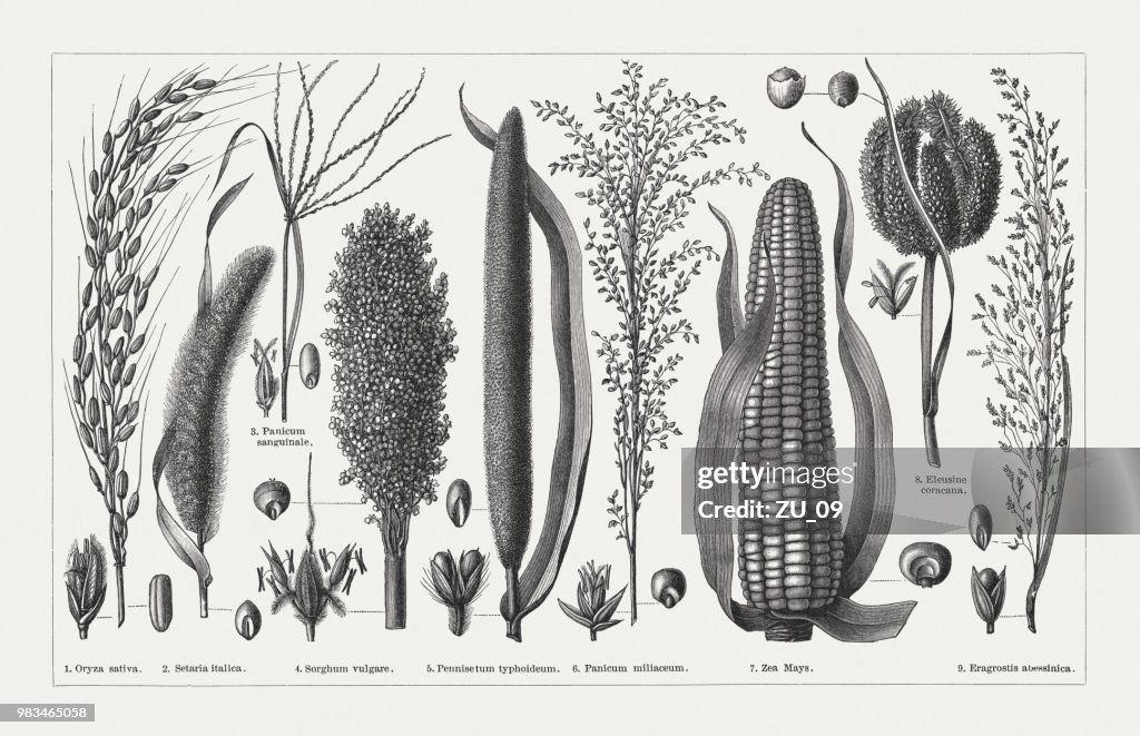 Various cereals, wood engravings, published in 1897