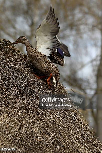 Duck flaps its wings after slipping while attempting to climb down from the top of a haystack in the Spreewald region on April 9, 2010 in Luebbenau,...