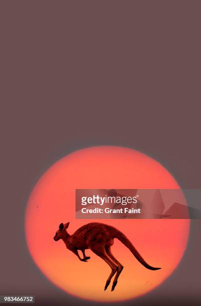 single kangaroo running at sunset. - chasing tail stock pictures, royalty-free photos & images
