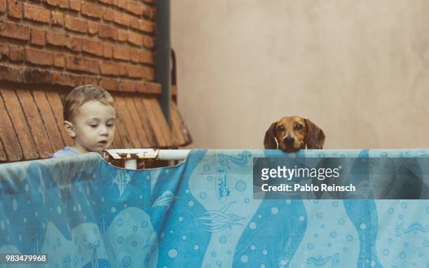 a little boy and dog looking into a portable swimming pool. - teckel stock pictures, royalty-free photos & images