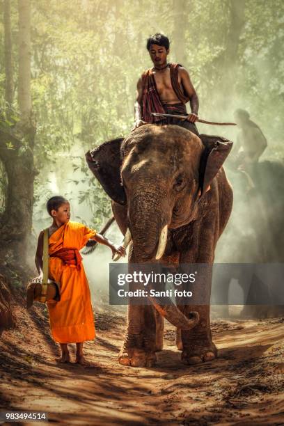 elephant and mahout with novice - mahout stock pictures, royalty-free photos & images