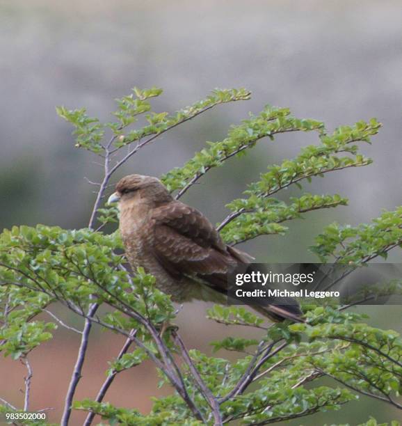 chimango caracara - chimango caracara stock pictures, royalty-free photos & images