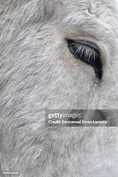 donkey's eye - oatman arizona stock pictures, royalty-free photos & images