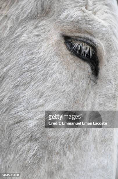 donkey's eye - oatman arizona stock pictures, royalty-free photos & images