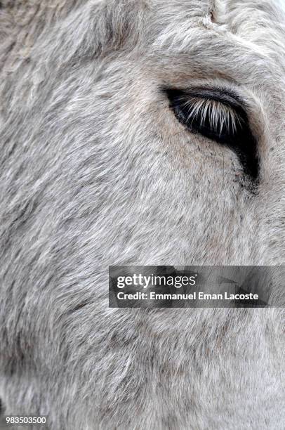 donkey's eye - oatman arizona stock pictures, royalty-free photos & images