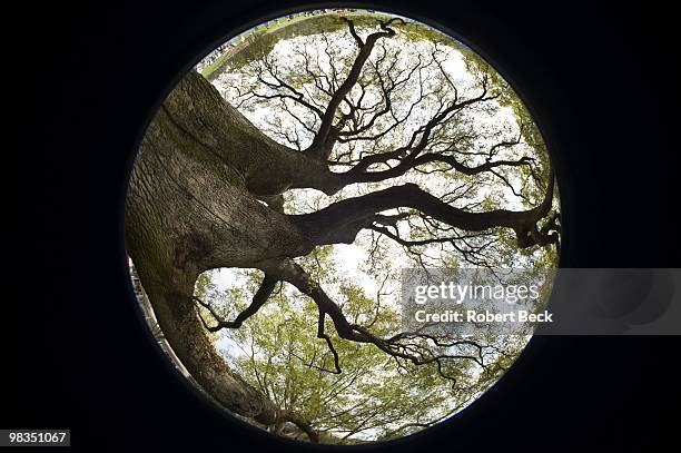 Masters Preview: Fisheye view of oak tree during Par 3 Contest on Wednesday at Augusta National. Augusta, GA 4/7/2010 CREDIT: Robert Beck