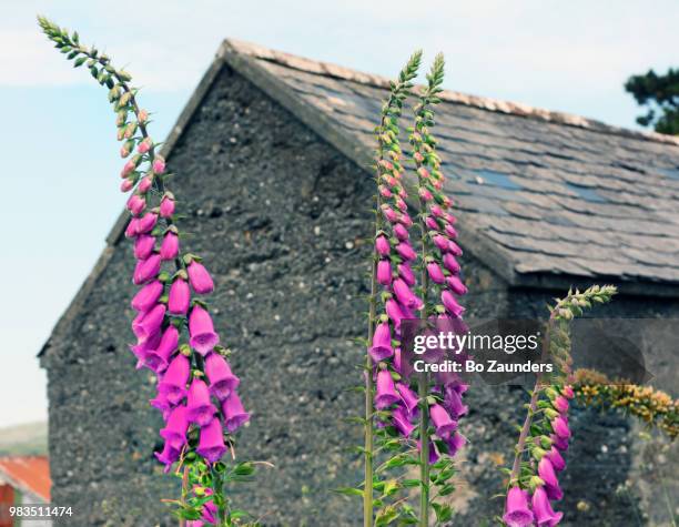 foxglove in front of a stone house, in west cork, ireland - digitalis purpurea stock-fotos und bilder