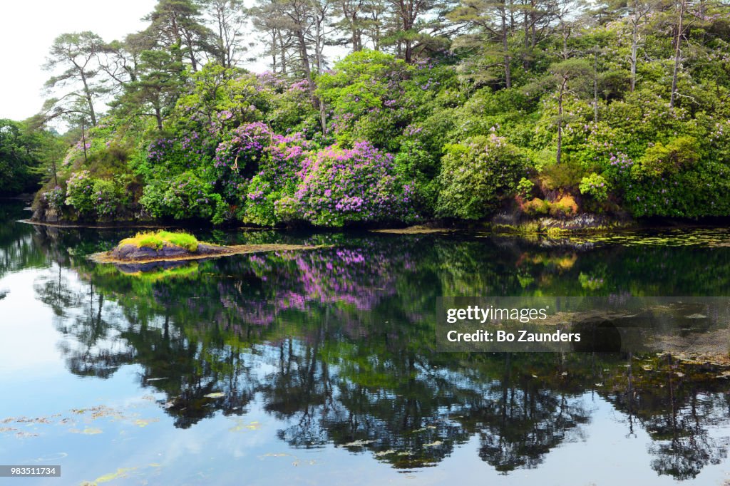 Blossoming rhododendron on the coastline of Glengarriff in County Cork, Ireland