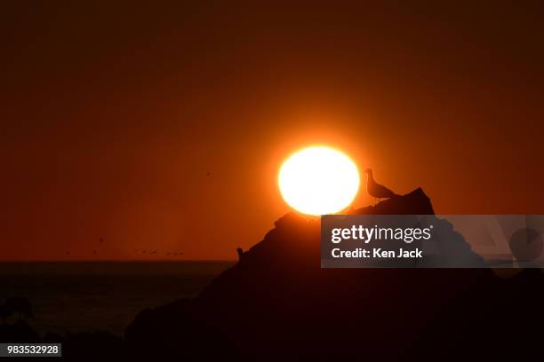 Gull appears to watch the sunrise from a rocky outcrop near St Abb's harbour, on June 25 St Abb's, Scotland.