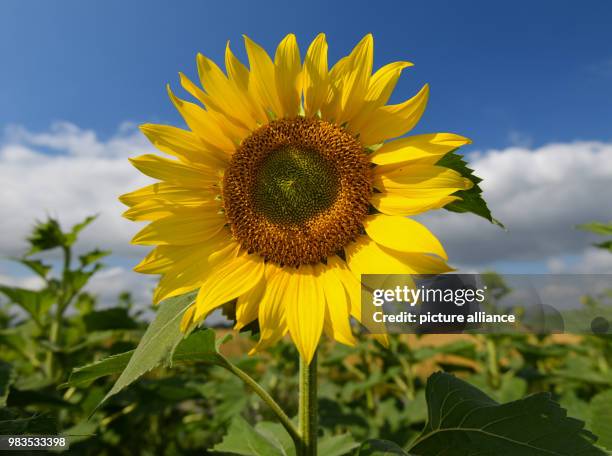 June 2018, Germany, Petersdorf: A sunflower blossoming in a field. Photo: Patrick Pleul/dpa-Zentralbild/ZB