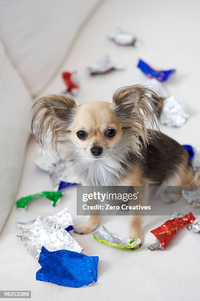 dog with sweet left-overs - candy wrapper stock pictures, royalty-free photos & images