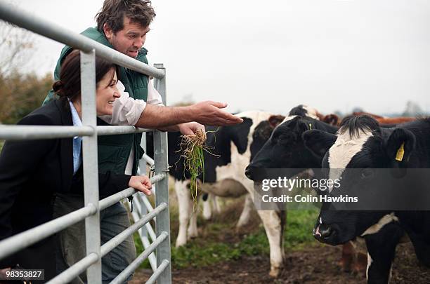 farmer showing business woman cows - colin hawkins stock pictures, royalty-free photos & images