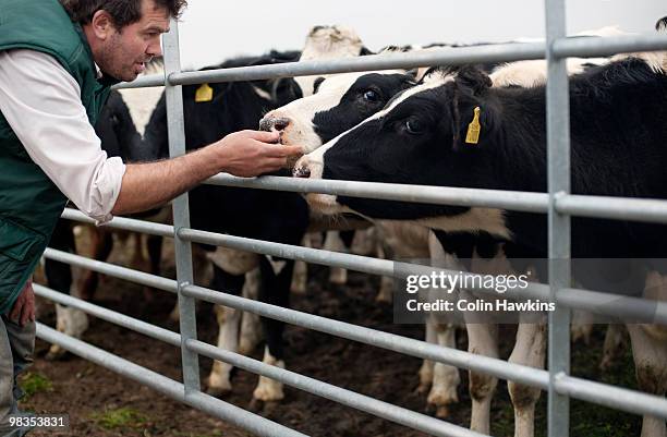 farmer with cows - colin hawkins stock pictures, royalty-free photos & images