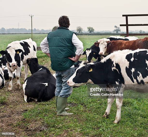 farmer with cows - colin hawkins stock pictures, royalty-free photos & images