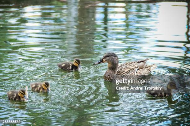 single mottled duck swimming in the green pond with her brood - see lake waterfowl stock-fotos und bilder