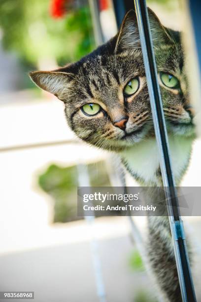 peeping cat looking at the camera - egyptian mau stock-fotos und bilder