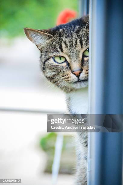 peeping cat looking at the camera - mau egípcio imagens e fotografias de stock