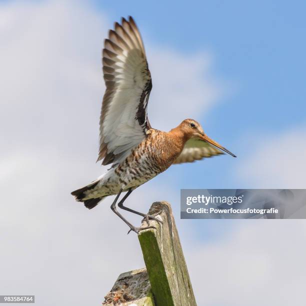 nice landing - powerfocusfotografie stock pictures, royalty-free photos & images