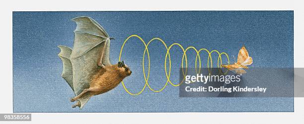 illustration of bat using acute sense of hearing to locate moth - moth stock illustrations