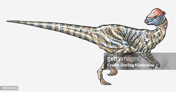 illustration of prenocephale pachycephalosaurid dinosaur - omnivorous stock illustrations