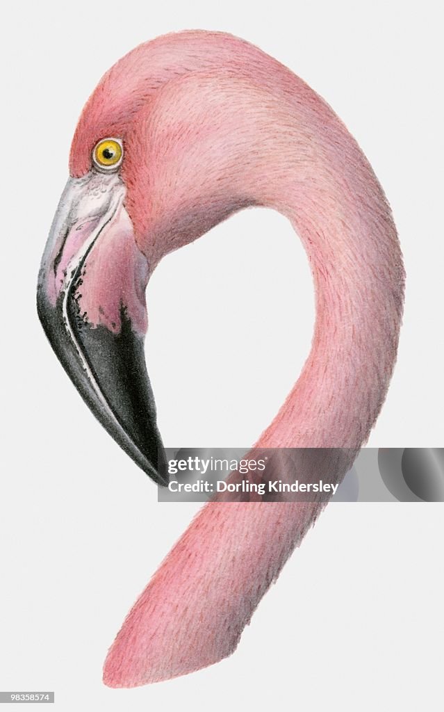 Illustration of the head of a Greater flamingo (Phoenicopterus roseus)