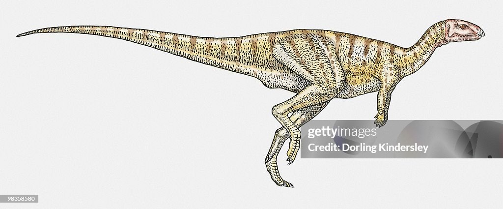Illustration of Dryosaurus ornithopod dinosaur
