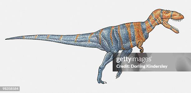 illustration of megalosaurus theropod dinosaur - megalosaurus stock illustrations