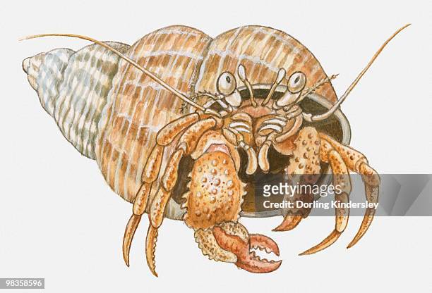 illustration of hermit crab in shell - 十脚目点のイラスト素材／クリップアート素材／マンガ素材／アイコン素材