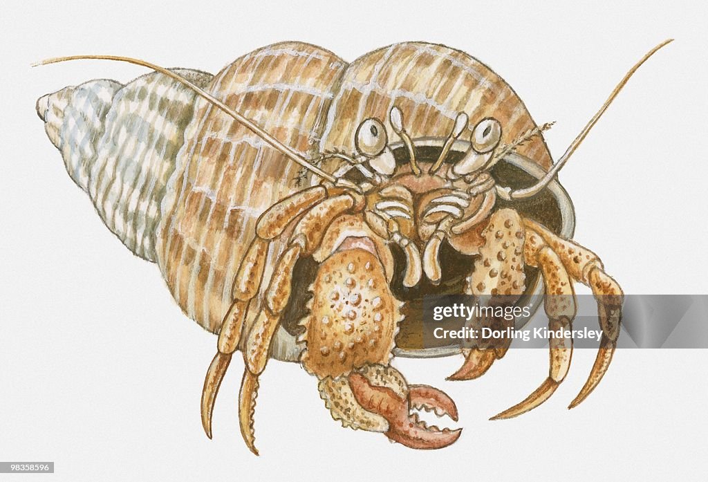 Illustration of Hermit Crab in shell