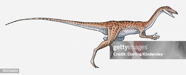Bipidal Insect 1,343 Bipedal Stock Photos, High-Res Pictures, and Images - Getty Images