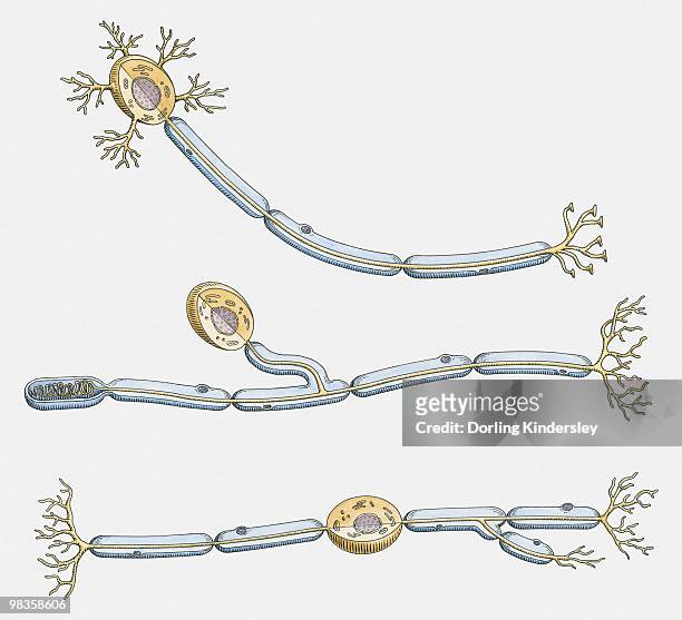 illustration of multipolar, unipolar, and bipolar neuron - sensory nerve fibers stock illustrations
